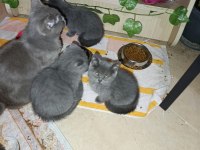 Ev Üretimi Erkek ve Dişi British Shorthair