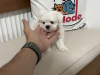Petmode köpek çiftliğinden kore kan maltese
