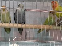 Mutasyon sevda papağanları