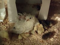 MİNYATÜR ÇİN BILDIRCINI (TAKIM CİVCİV YUMURTA)