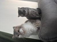 British longhair 3 yaşında