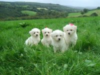 Maltese Terrier Yavrularımız Canlı Görerek Alabilirsiniz