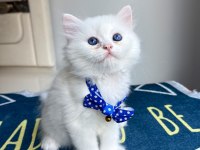 Kaliteli Silver White British Longhair Bebekler