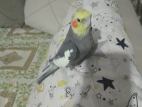 A kalite sultan papağanı