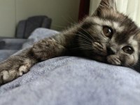 British shorthair iki aylık yavru