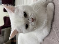 1,5 Yaş Dişi British Shorthair