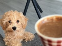 Maltipoo 7 Aylık Dişi