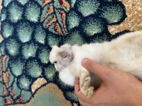 6 AYLIK CÜCE TAVŞAN İYİ BAKABİLECEK BİR AİLEYE