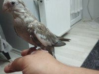 Hazır takım Sultan papağanı