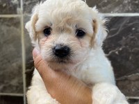 Minyatür orjinal morkie yavrular