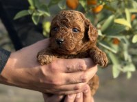 Sevgi İle Büyüyen Poodle Yavrularım Yeni Ailelerini Arıyor
