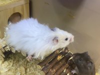 Kafes çeşitleri hamster yavru yetişkin