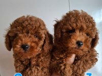 Yavru erkek toy poodle