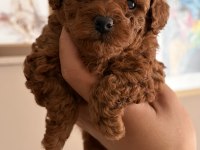 Toy Poodle Yavruları