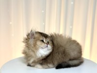 Show Class Ny25 British Longhair Prenses
