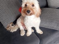 2 aylık maltipoo kaliteli yavru