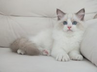 Full şecereli ragdoll yavruları
