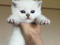 ERKEK LYNX POİNT SCOTTİSH FOLD YAVRULARIM