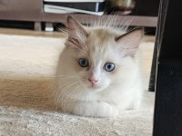 Şecereli Anne ve Babadan Bicolor Ragdoll Yavrularımız