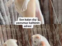 Dişi chihuahua yavrumuz