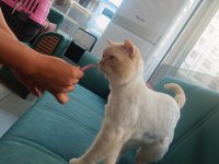 BRİTİSH SHORTHAİR GOLDEN ERKEK