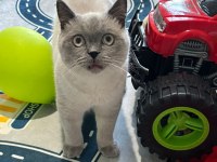 Sevimli British Shorthair Blue Point Kedimizi Sahiplendirmek