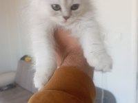 Scottish fold 3 buçuk aylık erkek