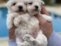 WC EĞİTİMLİ 0 NUMARA SAFKAN MALTESE