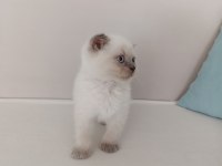 Çok Uyguna Vereceğim Yavru Scottish Fold