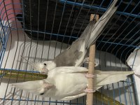 Sultan papağanı albino
