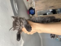 Yakışıklı Kara Afacan Kedimiz