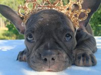 French Bulldog ile Farklı Bağlar Kurabilirsiniz