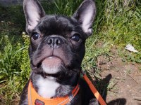 Erkek 2.5 french bulldog