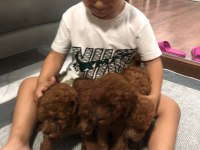 Toy poodle köpeğimiz