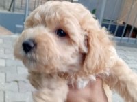 Arthur ve Sakız'ın Yavruları Maltipoo