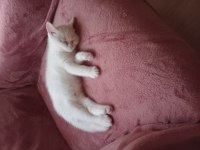Çok tatlı british shorthair beyaz mavi gözlü