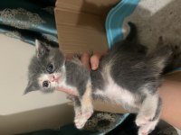 50 Günlük british bi color yavru kedi