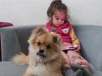 Pomeranian spitz 2 yaşında