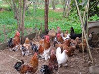 KULUÇKALIK SÜS TAVUĞU YUMURTASI