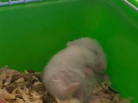 Yavru hamsterlar