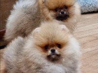 Dünya Tatlısı Pomeranian Yavruları