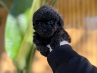 Toy Poodle Yavrularımız