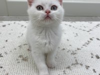 Bembeyaz yavru british shorthair