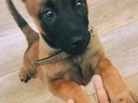 Malinois bebekler safkan Orjinal