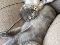 Dünya tatlısı scottish fold