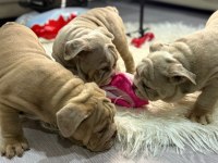 Exotic İngiliz bulldog yavrularımız