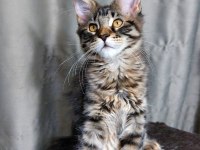 Full şecereli maine coon ünvanlı ebeveynlerden