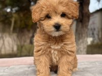Maltipoo yavrular