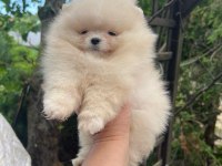 Sağlık Ve Irk Garantili Pomeranian Boo Köpeği