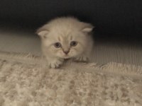2,5 Aylık Yavru Scottish Fold